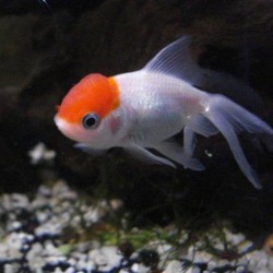 Pez boina roja - Carassius auratus