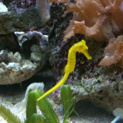 Hippocampus reidi amarillo