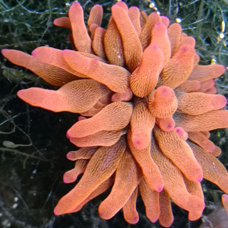 Entacmaea quadricolor sunburst