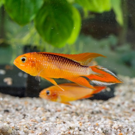 Apistogramma agassizii fire red (pareja)
