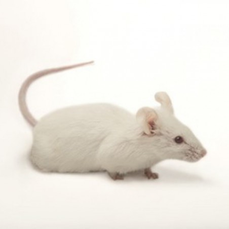 Ratón Mus musculus pinki - Ratón de laboratorio pinki