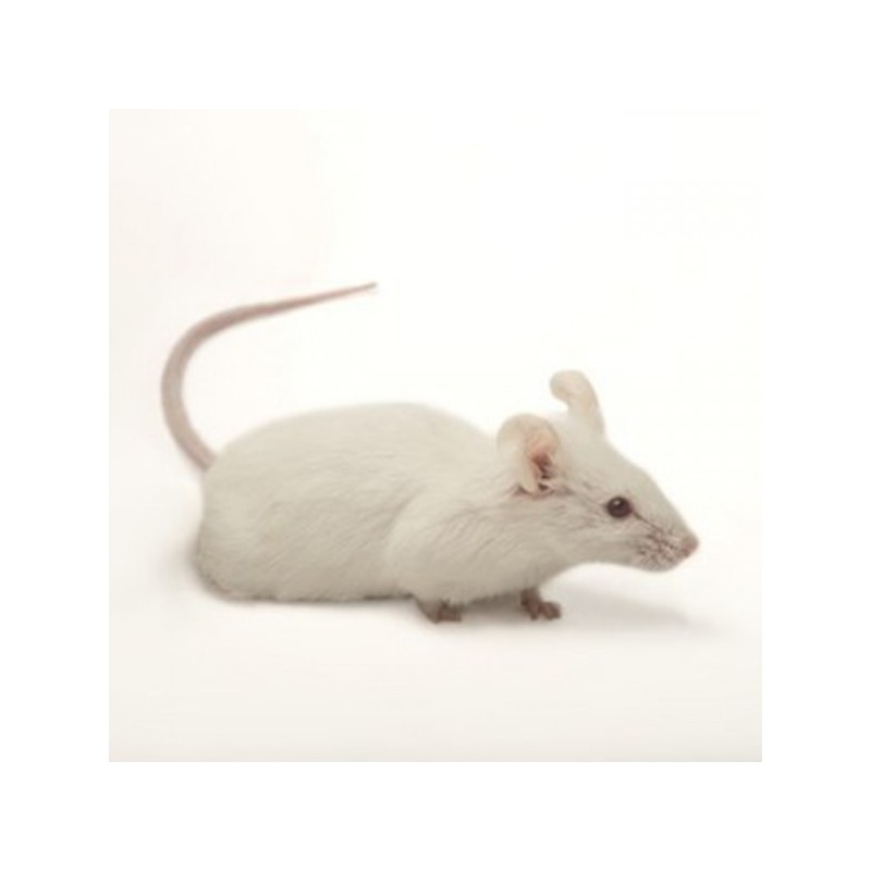 Ratón Mus musculus adulto - Ratón de laboratorio
