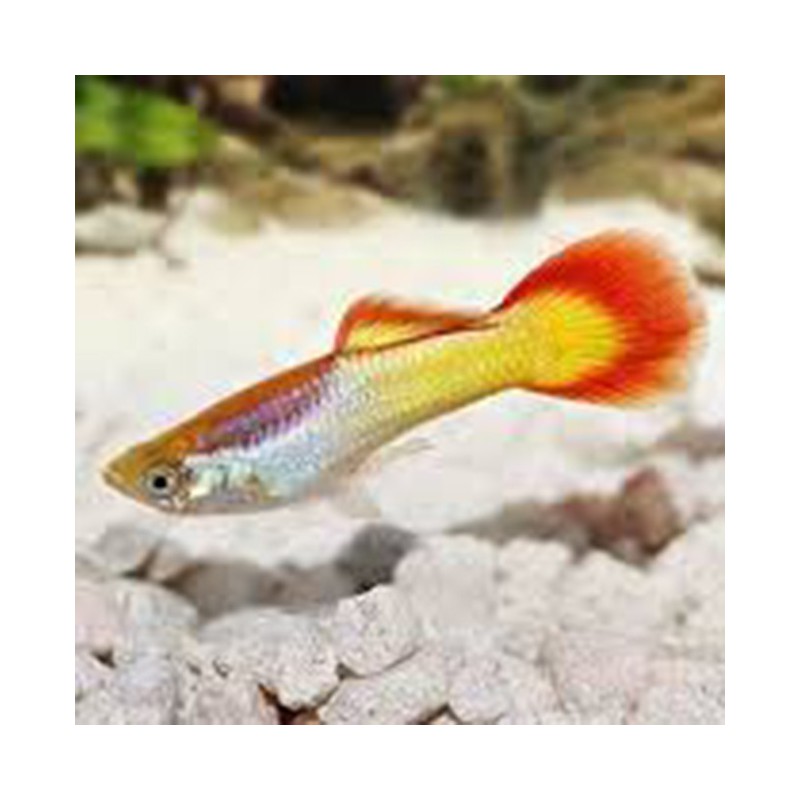 Poecilia reticulata Sunset Flame - macho