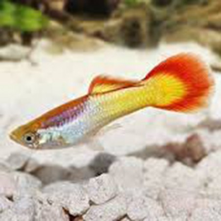 Poecilia reticulata Sunset Flame - macho