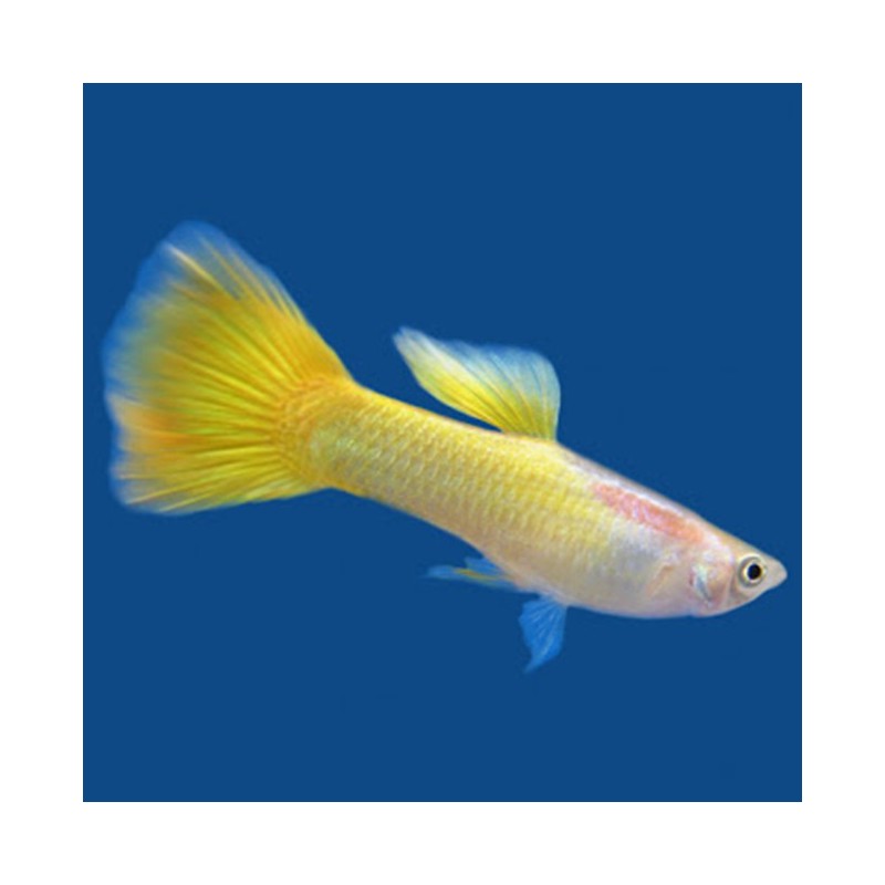Poecilia reticulata Full Lemon - macho