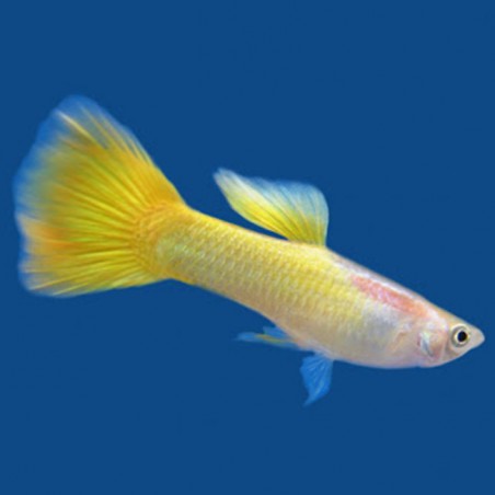 Poecilia reticulata Full Lemon - macho