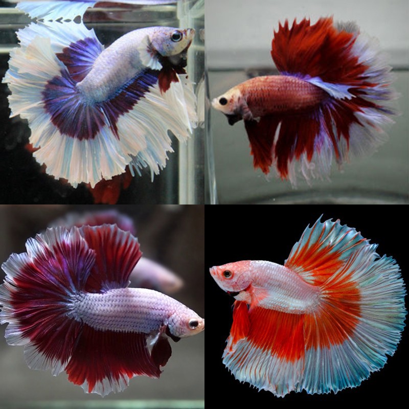 Betta Splendens Macho Media Luna Rosetail 7406