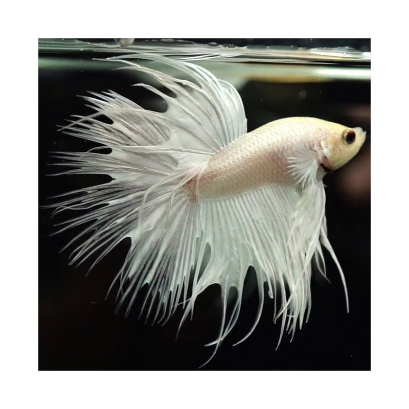 Betta splendens macho cola corona white platinum