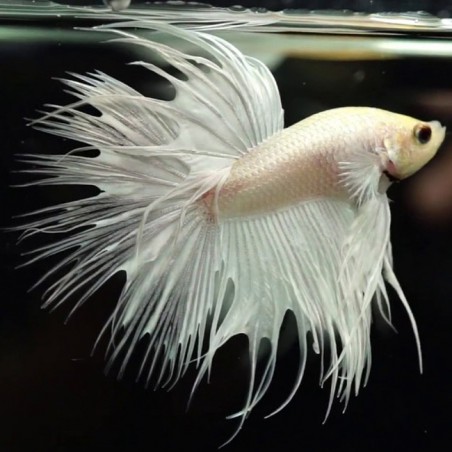 Betta splendens macho cola corona white platinum