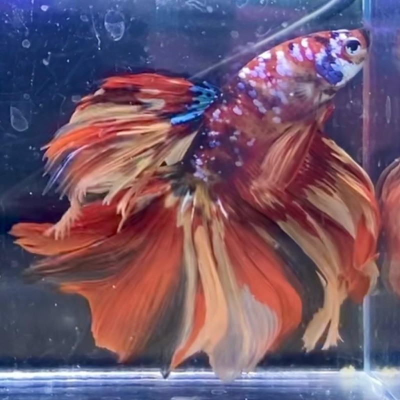 Betta Splendens Macho Halfmoon Galaxy Koi