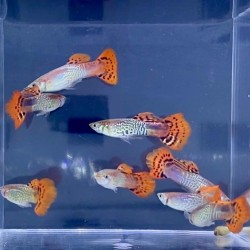 Guppy Red Cobra Poecilia...