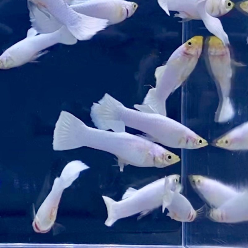 Guppy Snow White Poecilia reticulata