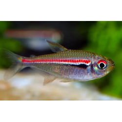 Hyphessobrycon amapaensis