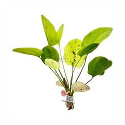 Echinodorus "yellow sun"