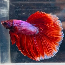 Betta splendens macho halfmoon