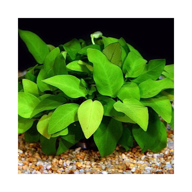 Anubia nana