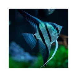 Pterophyllum scalare 'azul...