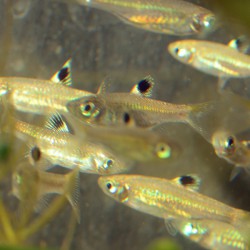 Brevibora dorsiocellata