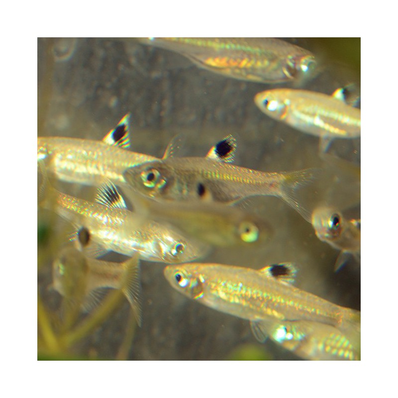 Brevibora dorsiocellata