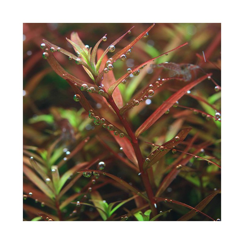 Rotala Colorata