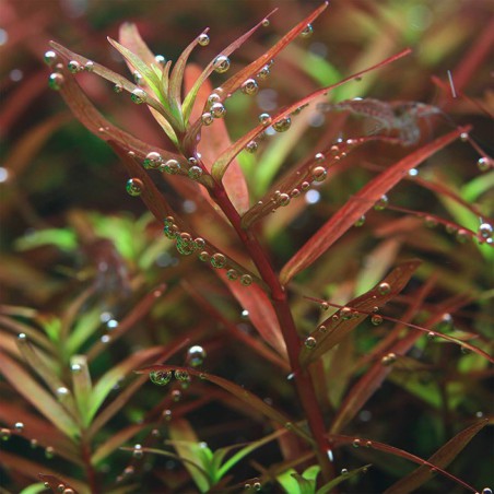 Rotala Colorata
