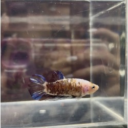 Betta splendens halfmoon...