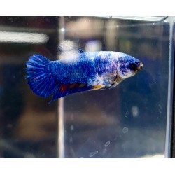 copy of Betta splendens...