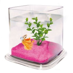Betta paradise