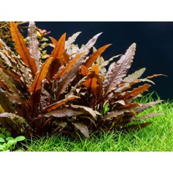 Cryptocoryne wendtii brown