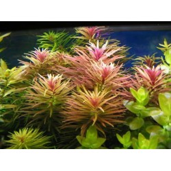 Limnophila hippuridoides