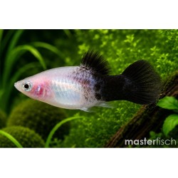 Xiphophorus maculatus panda...