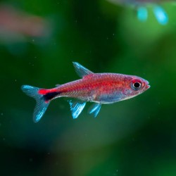 Axelrodia riesei Tetra Rojo...