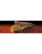 Piedras térmicas para reptiles