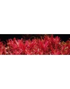 Plantas rojas de acuario