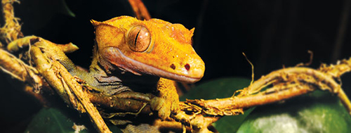 Comida Exo-Terra para Geckos Crestados